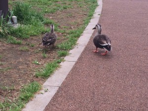 西東京いこいの森公園