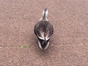 西東京いこいの森公園