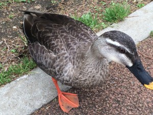 西東京いこいの森公園