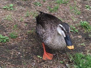 西東京いこいの森公園